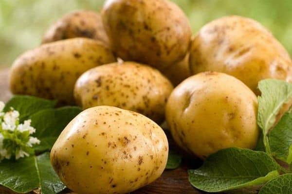 Опис сорту картоплі Зекура, його характеристика та врожайність